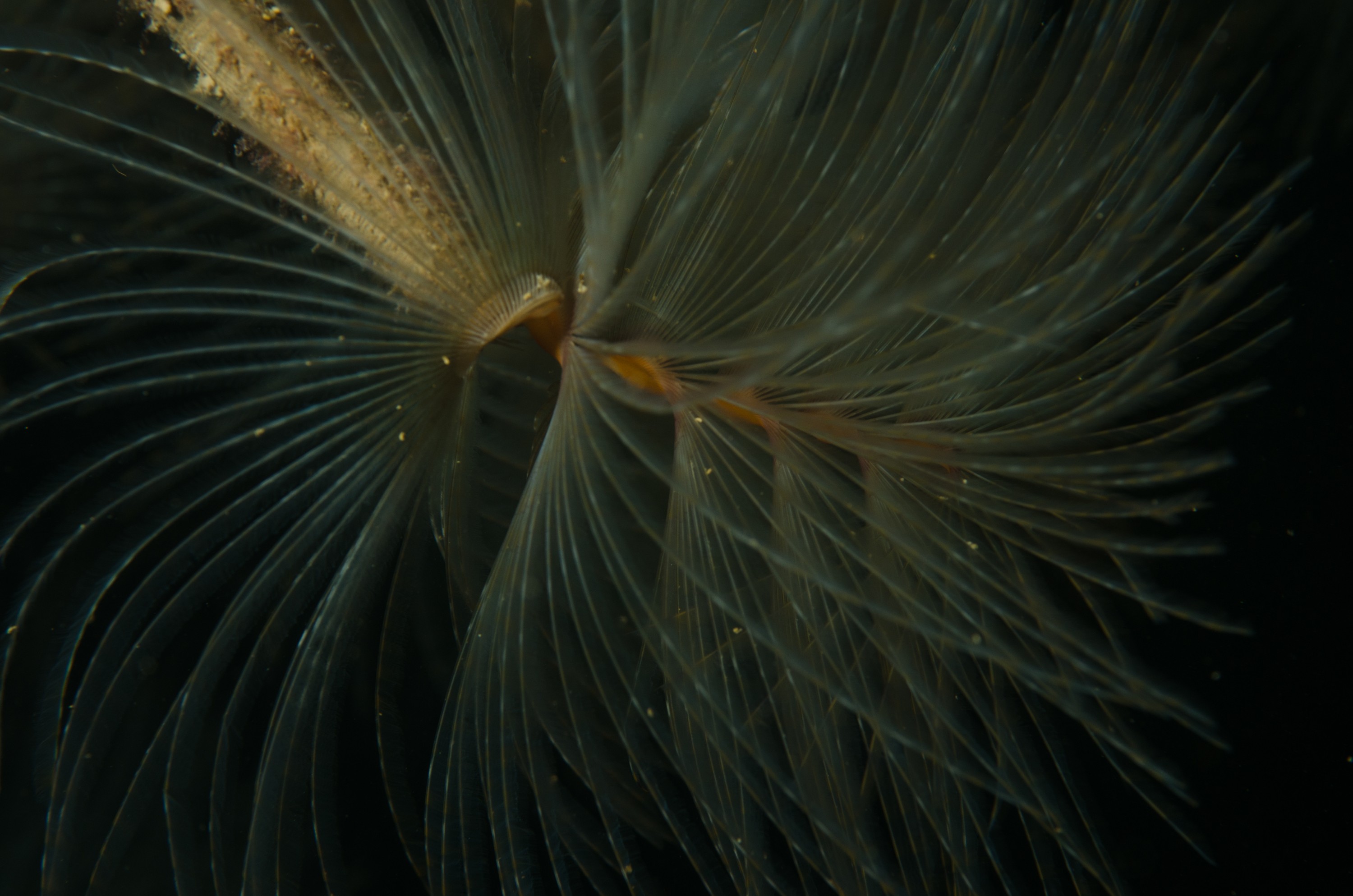 DSC_3195 – Mediterranean, fanworm, Sabella, spallanzanii, marine, pest, Auckland, underwater, crispin, nz, new, zealand, new zealand, fan, worm, marine, pest, invasive, Biosecurity